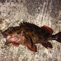 アジングでガシラ